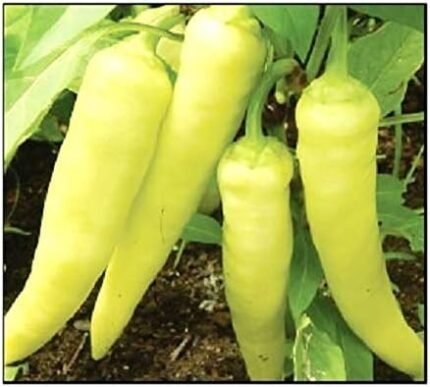 100 Sweet Banana Pepper Seeds | Non-GMO | Fresh Garden Seeds