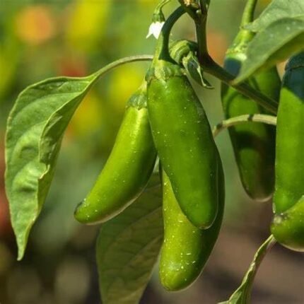 120 Organic Early Jalapeno Pepper Seeds Heirloom Non GMO Garden Vegetable Bulk Survival