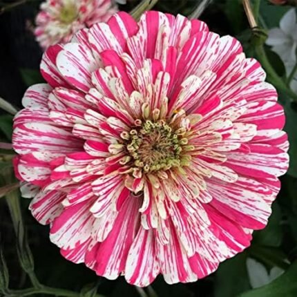 200 Peppermint Stick Zinnia Seeds for Planting 2+ Grams of Seeds Non GMO Heirloom USA Harvested pollinator bee Butterfly Dahilia Flowered