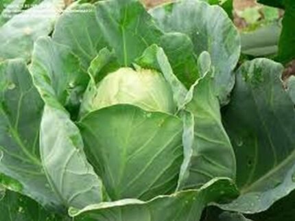 500 Early Jersey Wakefield Cabbage Seeds for Planting Heirloom Non-GMO 2+ Grams Garden Vegetable Bulk Survival Hominy